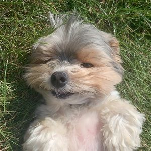 Meet your Posher, Paige